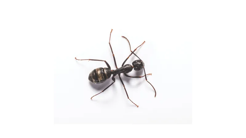 Close-up of a Carpenter ant