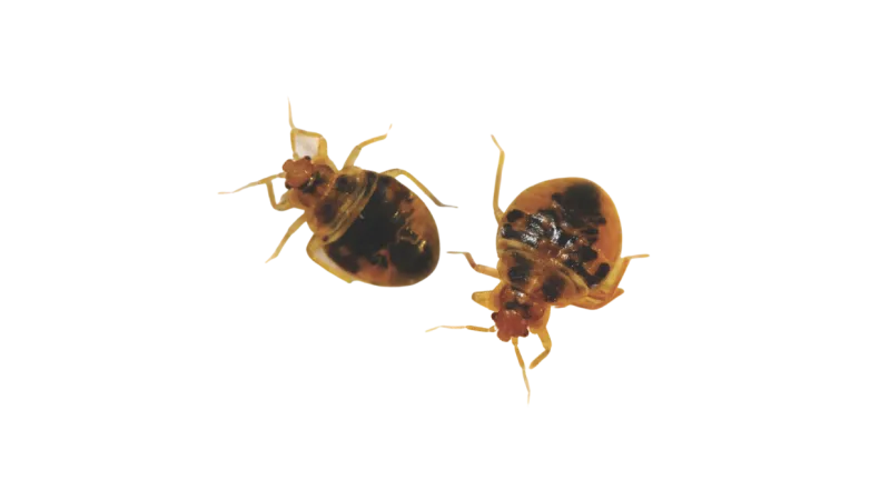 Close-up of two Bed Bugs in the carolinas
