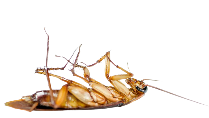 a group of ants on a black background