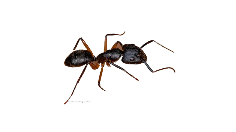 Close-up of a Carpenter ant in the Carolinas