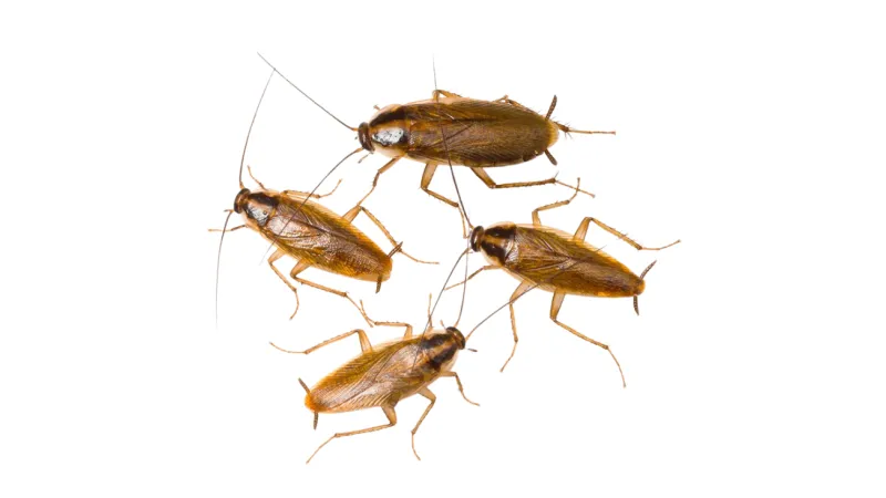 German Cockroach in the Carolinas