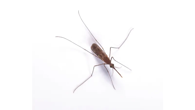 Close-up of a brown mosquito on a white background showing detailed wings and long legs