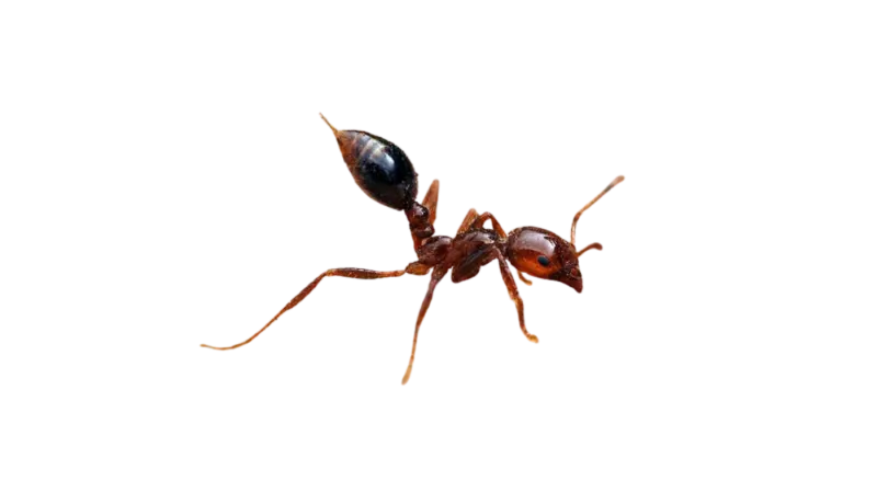 Close-up of a Fire ant in the Carolinas