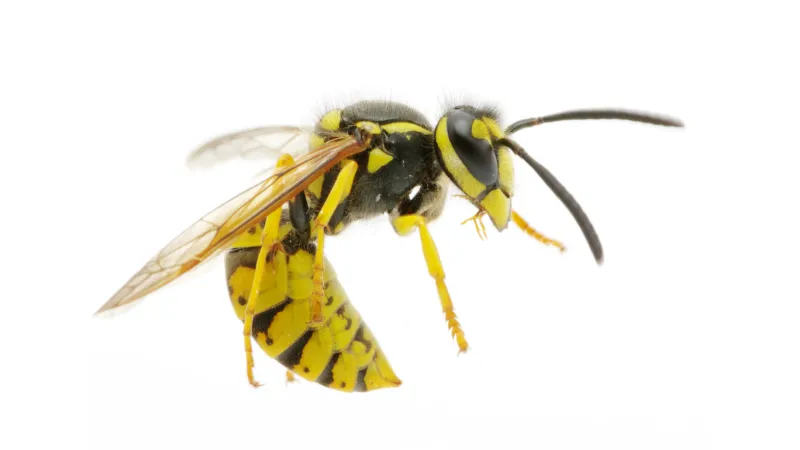 Close-up of a yellow jacket wasp