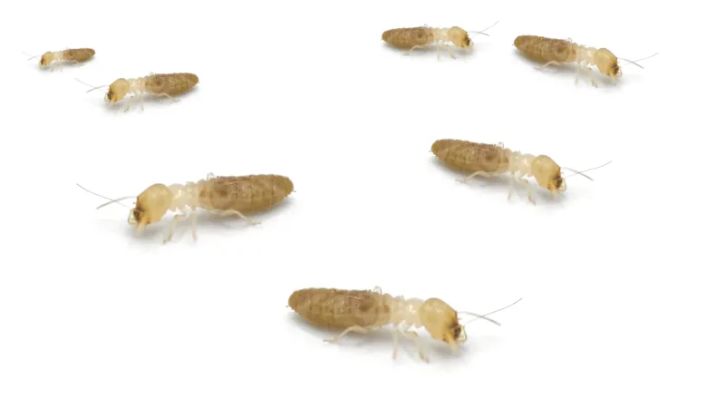 a group of termites