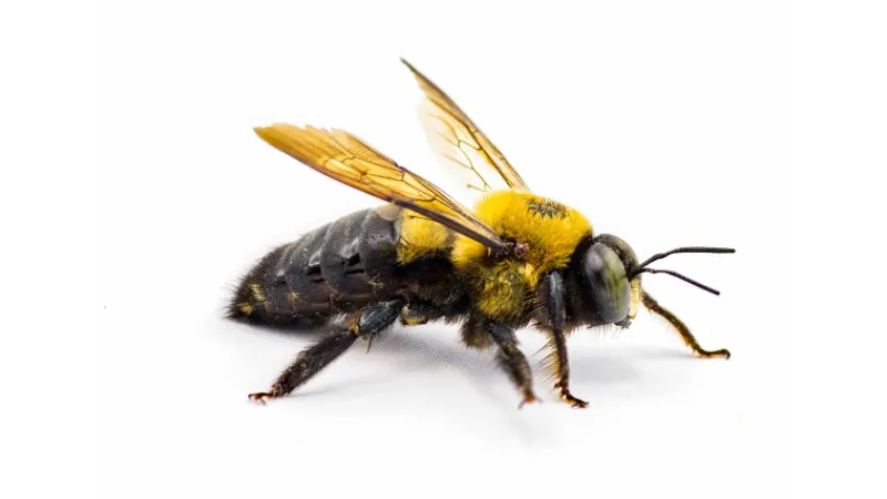 Close-up of a Carpenter bee in the Carolinas