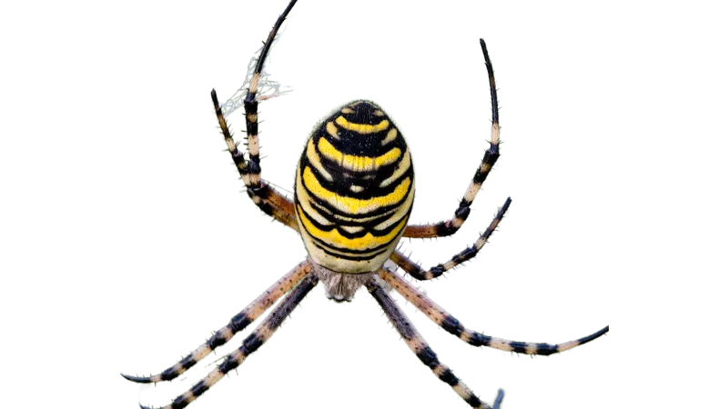 a close up of a spider Toms River