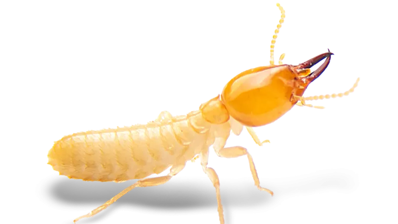 Close-up of a pale yellow termite with a distinct orange head and large mandibles against a white background.