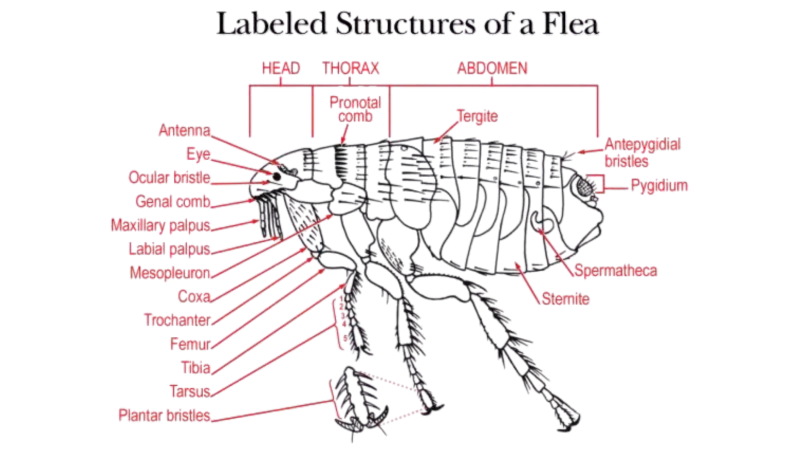 Diagram of a flea anatomy with labeled head, thorax, and abdomen parts in red text on black background.