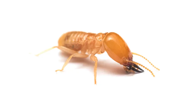 a close up of a termite