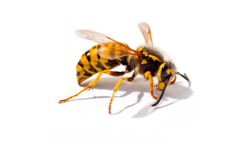 Close-up of a yellow and black wasp on a white background with detailed wings and legs clearly visible