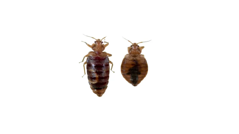 Close-up of two reddish-brown bed bugs