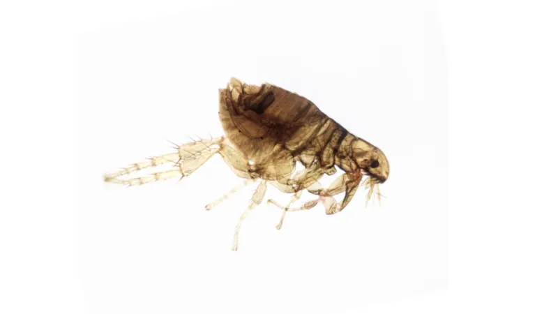 Fleas in the Carolinas