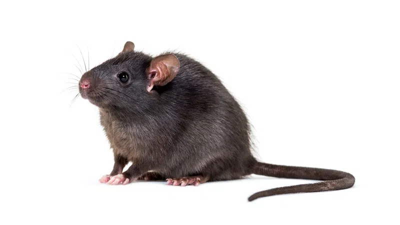 Close-up of a black rat with pink paws and long tail on a white background.