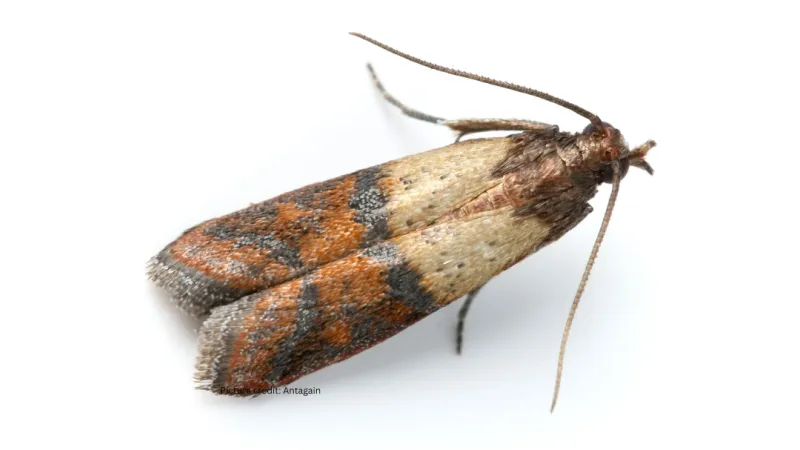 Close-up of a Indian meal moth