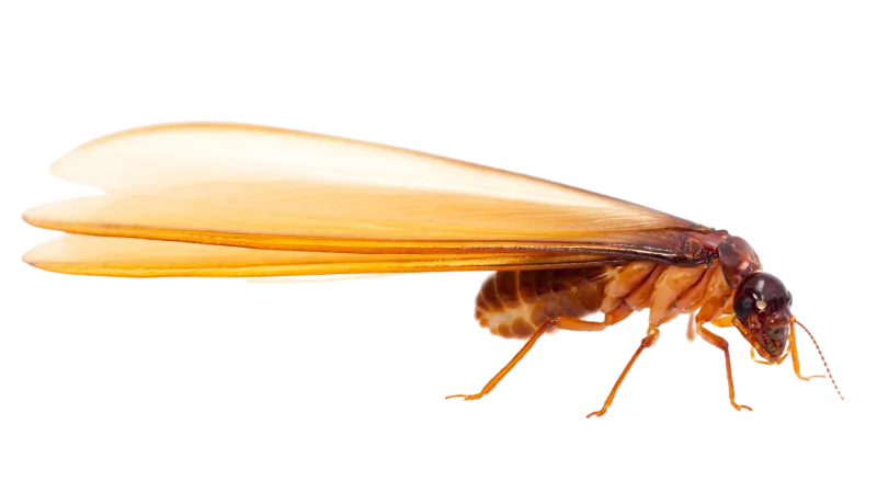 a close-up of a bug