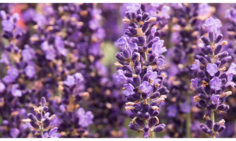 Growing Lavender | Armstrong Garden Centers