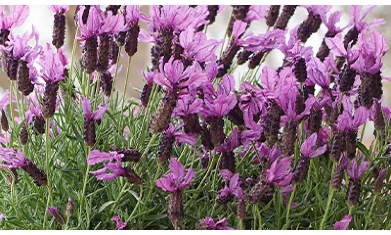 Growing Lavender | Armstrong Garden Centers