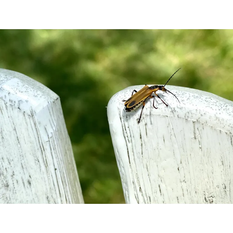 a bug on a white post