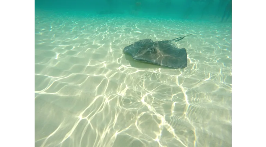 Dolphins and Sea Turtles and Stingrays (Oh My)