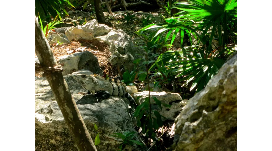 Acting Your Age in Cancun--A Spring Break for Adults