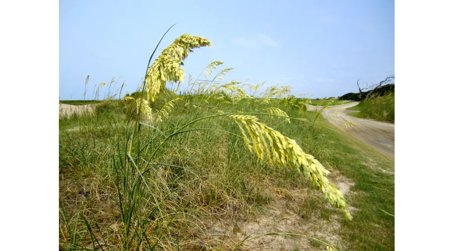 The Sanctuary at Kiawah Island