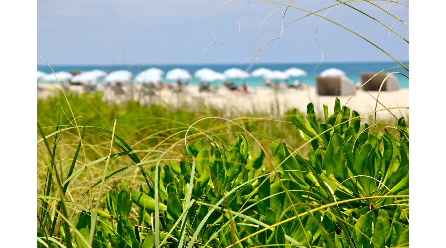 Mouthwatering Miami