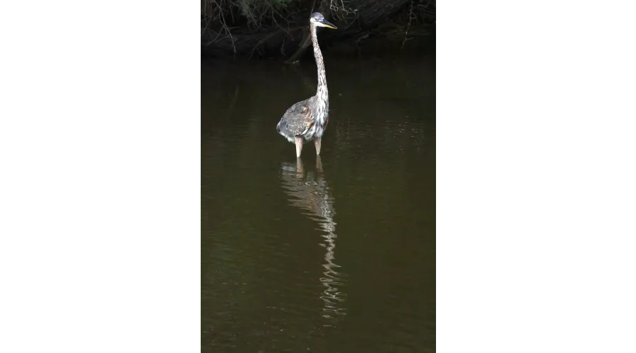 Charleston:  Above and Below the Surface
