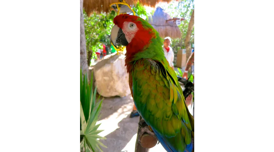 Acting Your Age in Cancun--A Spring Break for Adults