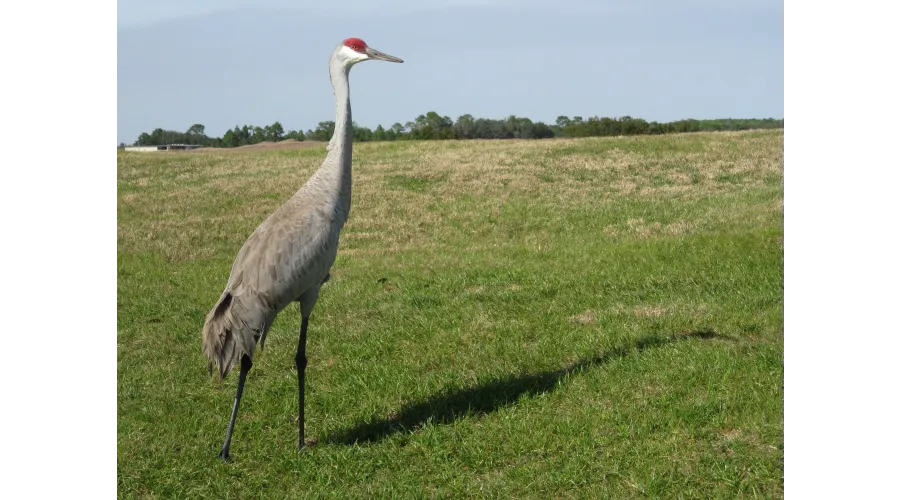 Spring Training 30 Years Later?An Adult Returns to the Grapefruit League