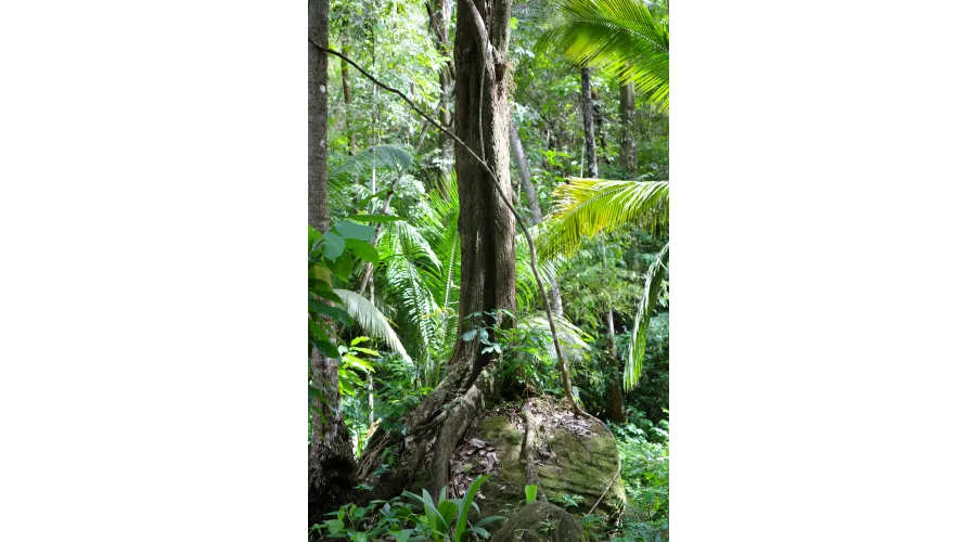 Beach+Mountains+Jungle=Anse Chastanet