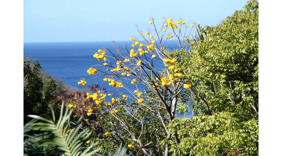Beach+Mountains+Jungle=Anse Chastanet