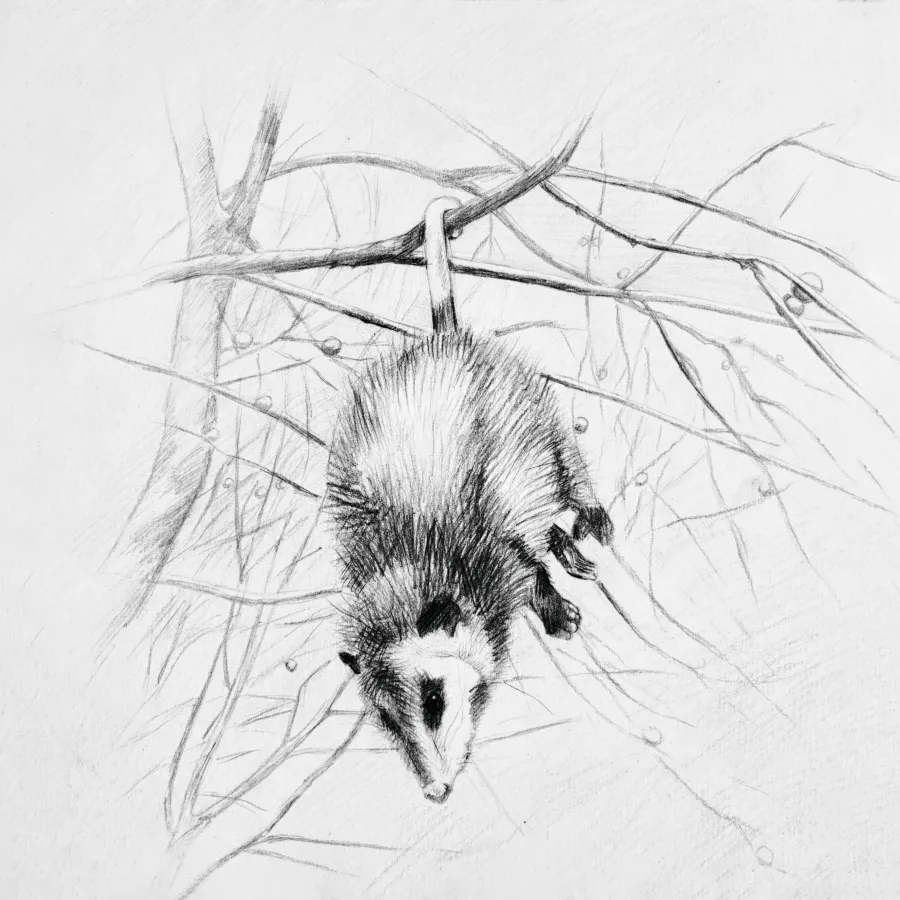 Pencil Case Opossum — NATURE WALK