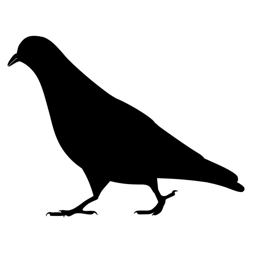 a black crow with a white background