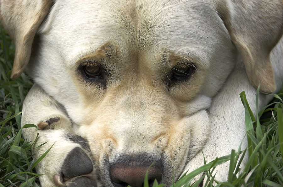 how to stop dog howling when home alone