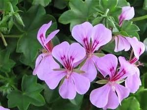 Blizzard Geraniums