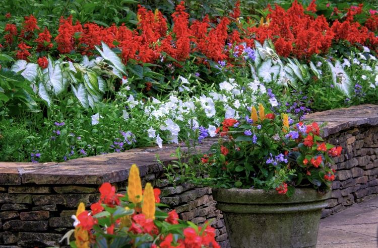 seasonal color flowers