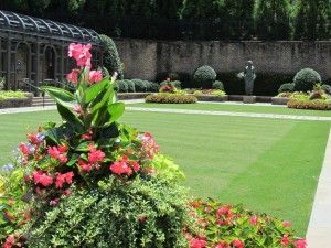 flowers in a garden