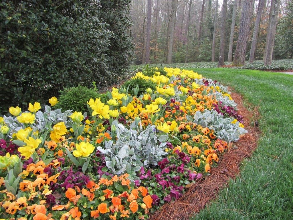 a close up of a flower garden