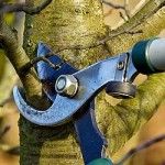 pruning tool