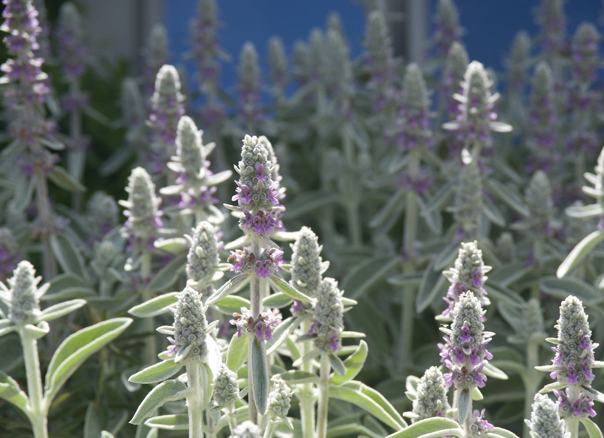 lamb's ear flowers