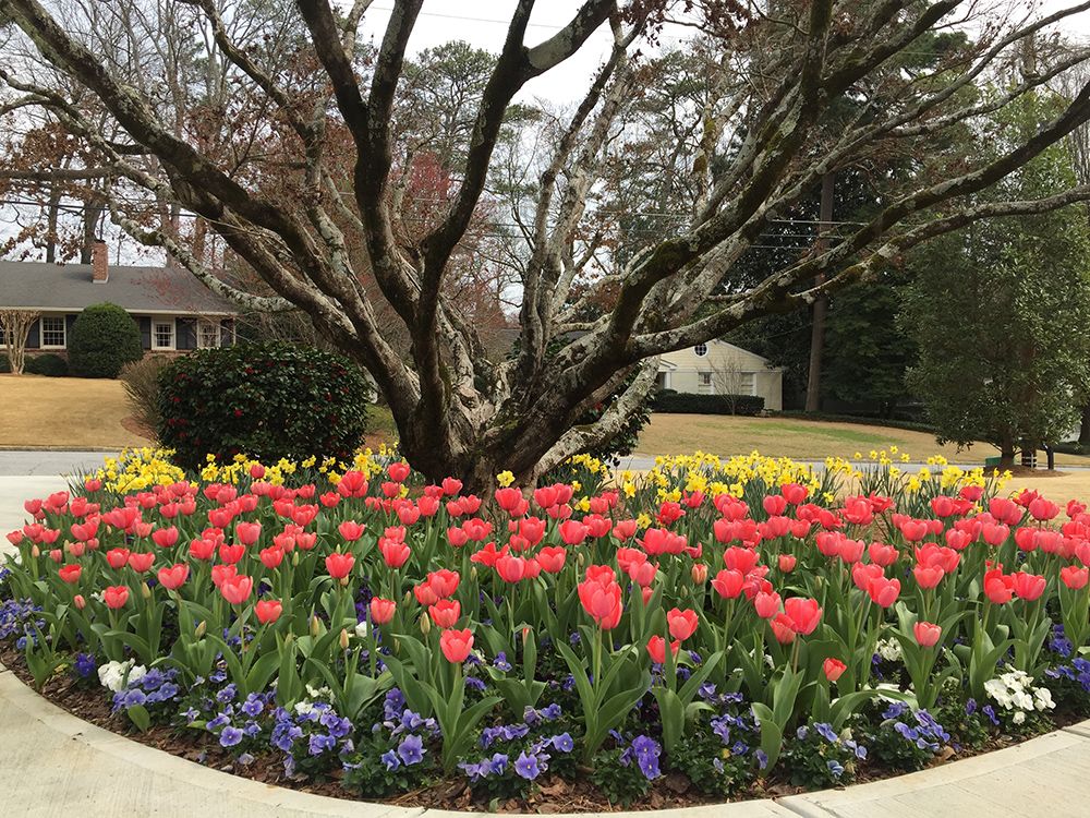 tulips in front of a tree