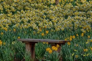 daffodils