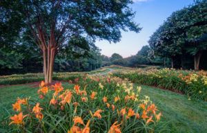 flowers in a large field