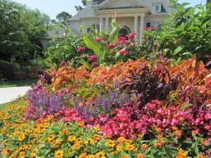 colorful plants in front of a house