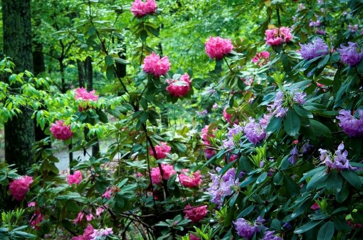 pink and purple flowers in a garden