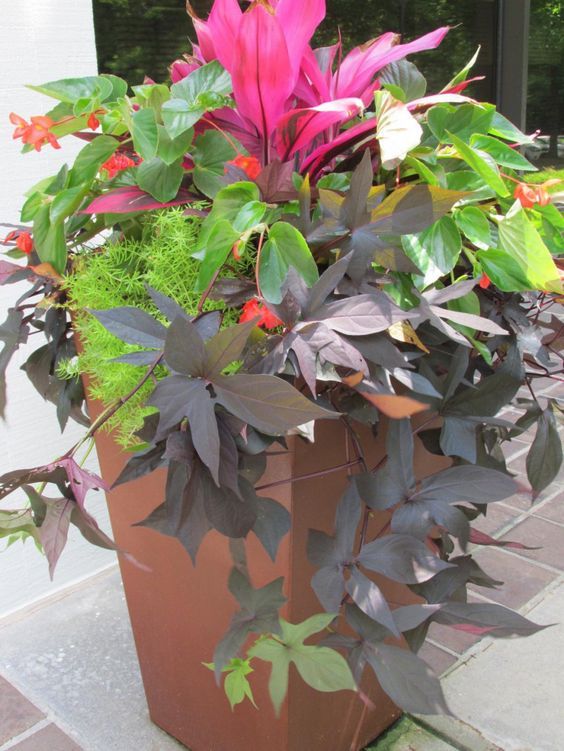 container plant