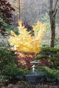 trees in a garden