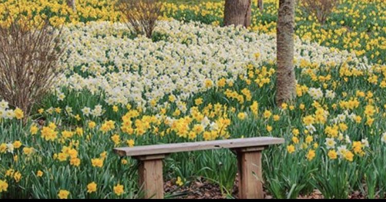 several daffodils in a garden