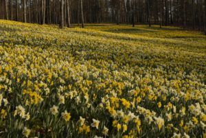 yellow and white flowers in a field